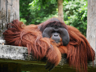 a male orangutan resting leisurely, with his long reddish brown hair cascading over a wooden platform, the orangutan's peaceful and contemplative expression, highlighting his distinct facial features