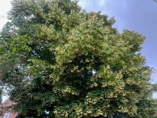 Beautiful linden tree with blossoms and green leaves against sky, low angle view