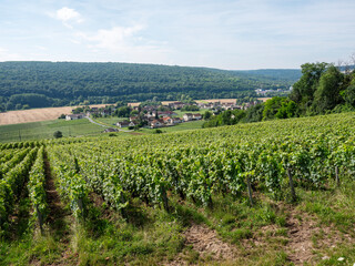 vineyards in ile de france between paris and reims