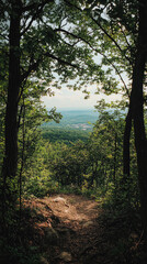 Obraz premium A Glimpse Through the Trees: A Serene View of Rolling Hills and Distant Townscape