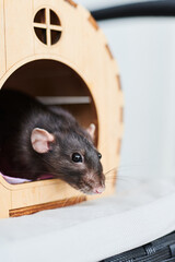 Obraz premium A funny domestic brown rat sits in its wooden house
