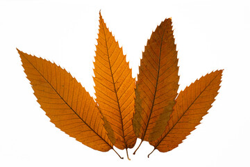 Grouping of four dry tree leaves in autumn arranged on a white background composition with light passing through them. Autumn concept of falling leaves