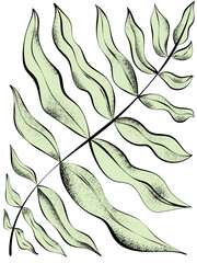 1509 Vector illustration of abstract green leaf with grainy texture