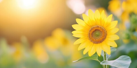 Obraz premium background of a sunflower field