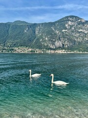 swans on lake