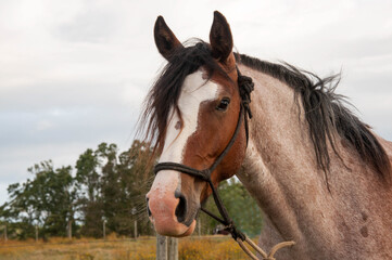 Horse in a field of yellow flowers on a cloudy day.