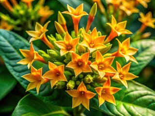 Obraz premium Vibrant orange-yellow tobacco berry flowers bloom amidst lush green foliage, showcasing delicate star-shaped petals and intricate details in a warm, sunlit outdoor setting.