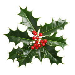 Green holly leaves adorned with bright red berries evoke the spirit of Christmas cheer and holiday traditions, green holly leaves with red berries for Christmas decoration on transparent background