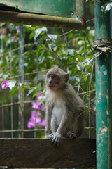 monkey in the green forest