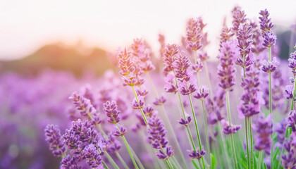 Naklejka premium Lavender field. Close-up of purple lavender flowers at sunset with selective focus. Natural cosmetics and medicine concept. Sun flare and foreground blur, soft focus.