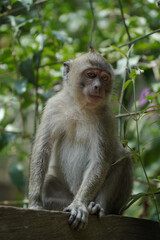 monkey in the green forest