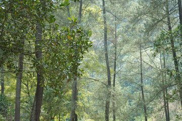 Fototapeta premium trees in the forest