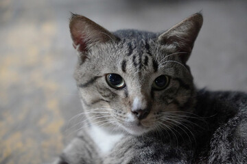 close up portrait of a cat