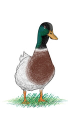 Illustration of a male Mallard duck walking toward the camera