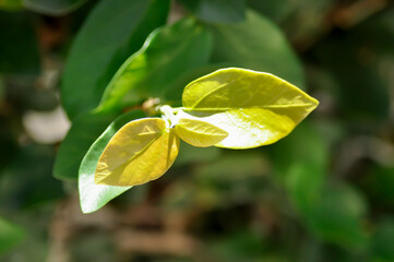 ficus pumila or climbing fig