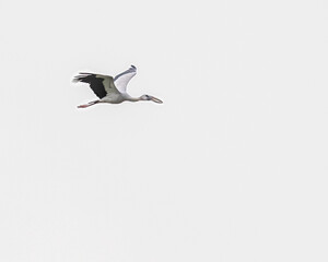 A Open bill stork