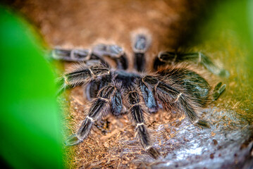 A bird-eating spider sits in a terrarium