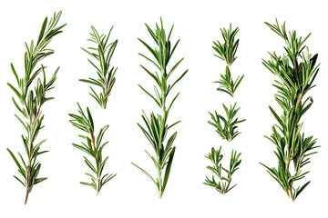 Various sprigs of rosemary arranged separately on a transparent background