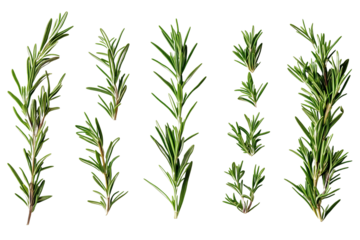 Various sprigs of rosemary arranged separately on a transparent background