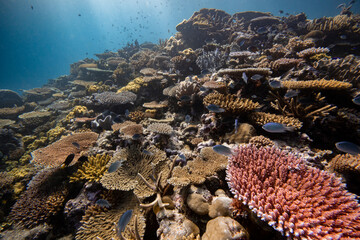 Pristine Hard Coral Reef - Healthy colorful corals cover beautiful Scuba diving and Snorkeling site