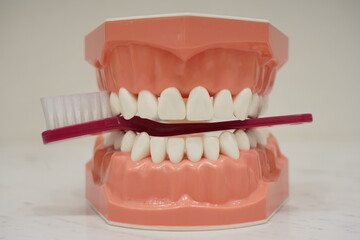 치과 치아 모형 칫솔 교육 자료