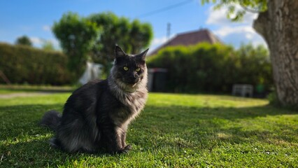 Black Smoke Maine Coon Cat Male