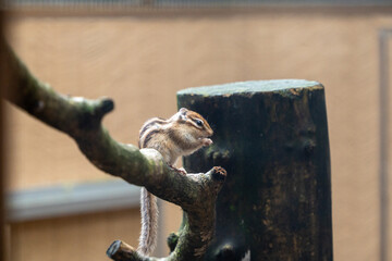 かわいいシマリス