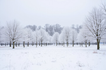 Obraz premium Winter park, trees under the snow.