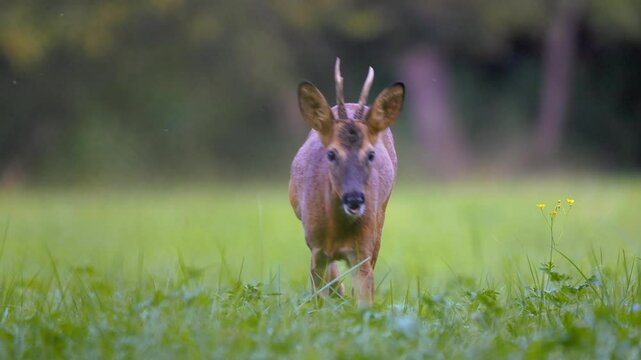 Roe deer, capreolus capreolus, forages and looks around the misty meadow in the early morning. Unconscious female wild animals with orange fur grazing on the hay field in summer.
