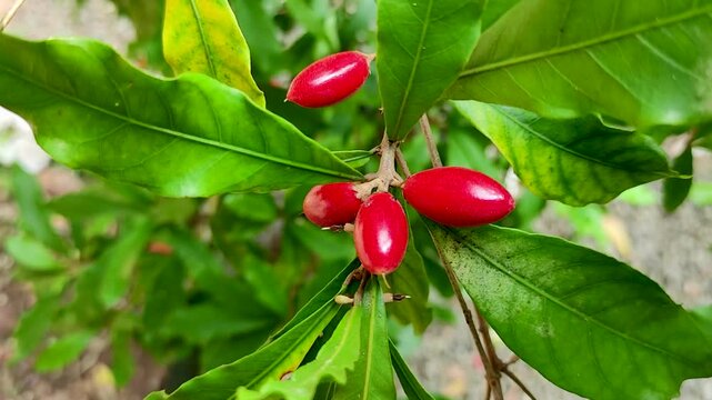 A close-up view of vibrant miracle fruits on the plant, showcasing their bright red color and smooth texture. Synsepalum dulcificum fruits