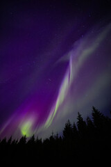 Auroras boreales brillando, verde, morado y rosa con una linea de arboles