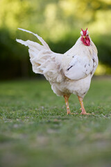 White rooster with V comb free range in garden