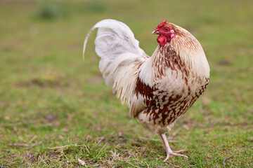 White brown rooster free range in garden yard