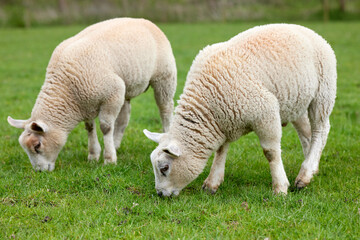 Two cute white lambs graze on meadow © erwin