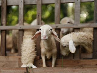 A group of sheep standing in a pen with a fence in front of them
