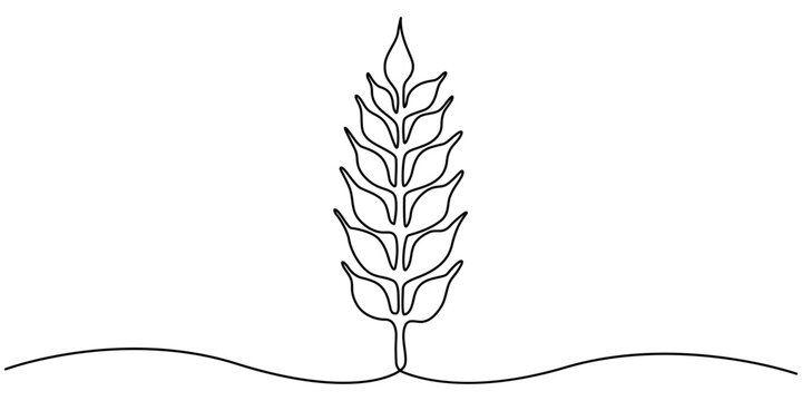 Ears of wheat one line drawing on white isolated background, monochrome illustration of a wheat ear isolated on white. continuous line, One continuous line. Spikelet of wheat. Spikelet of a cereal