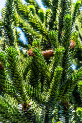 Araucaria araucana pertenece a la familia Araucariaceae.