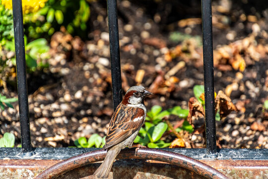P&aacute;jaro en un parque de San Sebasti&aacute;n, Espa&ntilde;a.