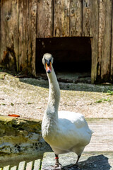Fototapeta premium Cygnus olor pertenece a la familia Anatidae.