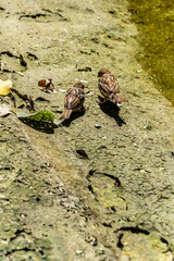 Pájaro en un parque de San Sebastián, España.