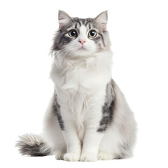 Obraz premium American Curl Cat