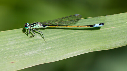 dragonfly on a leaf