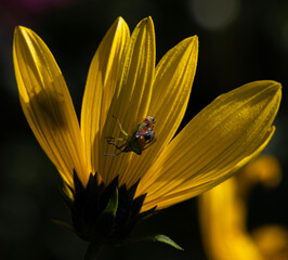 Common shieldbug rests and opens its back on the petals of a yellow flower