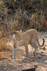 portrait of a leopard