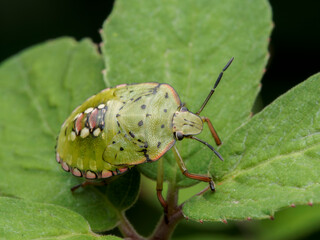 green shield bug