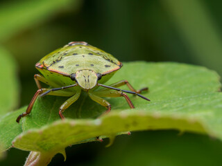 bug on a leaf