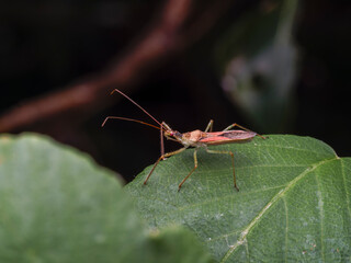 close up of a spider on a leaf