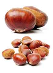 chestnut on a white background