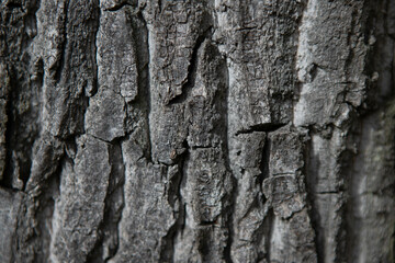 old tree bark background, oak texture