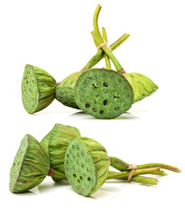 calyx on a white background